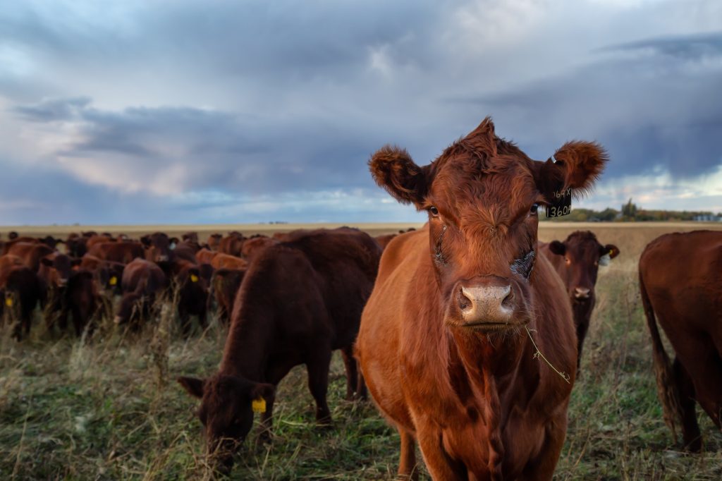 Herd of Cows on a farm field during a stormy sunset